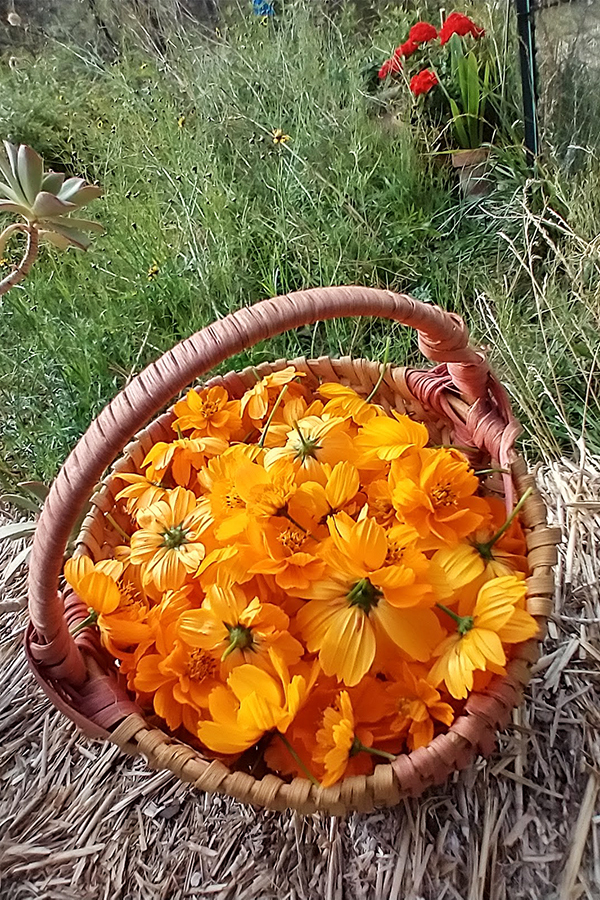 A basket of cosmos I gathered to use for ecoprinting