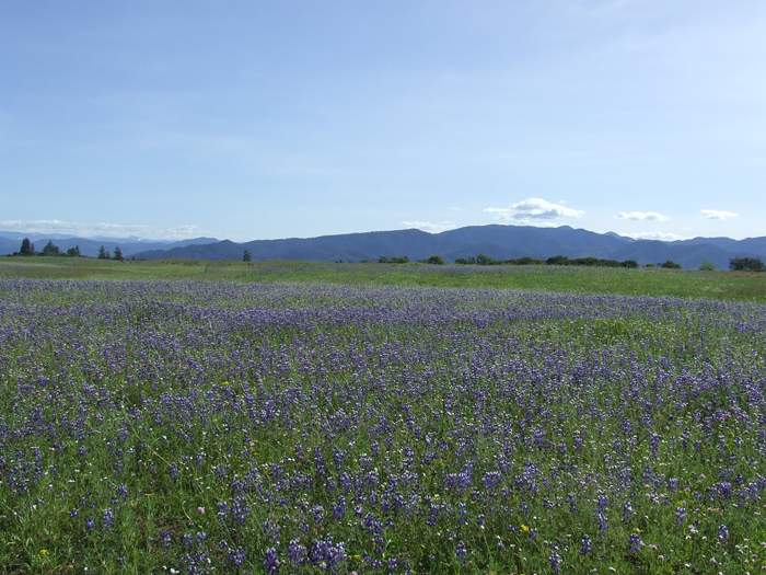 Nature excels in beauty and functionality and that's why I like natural fabrics