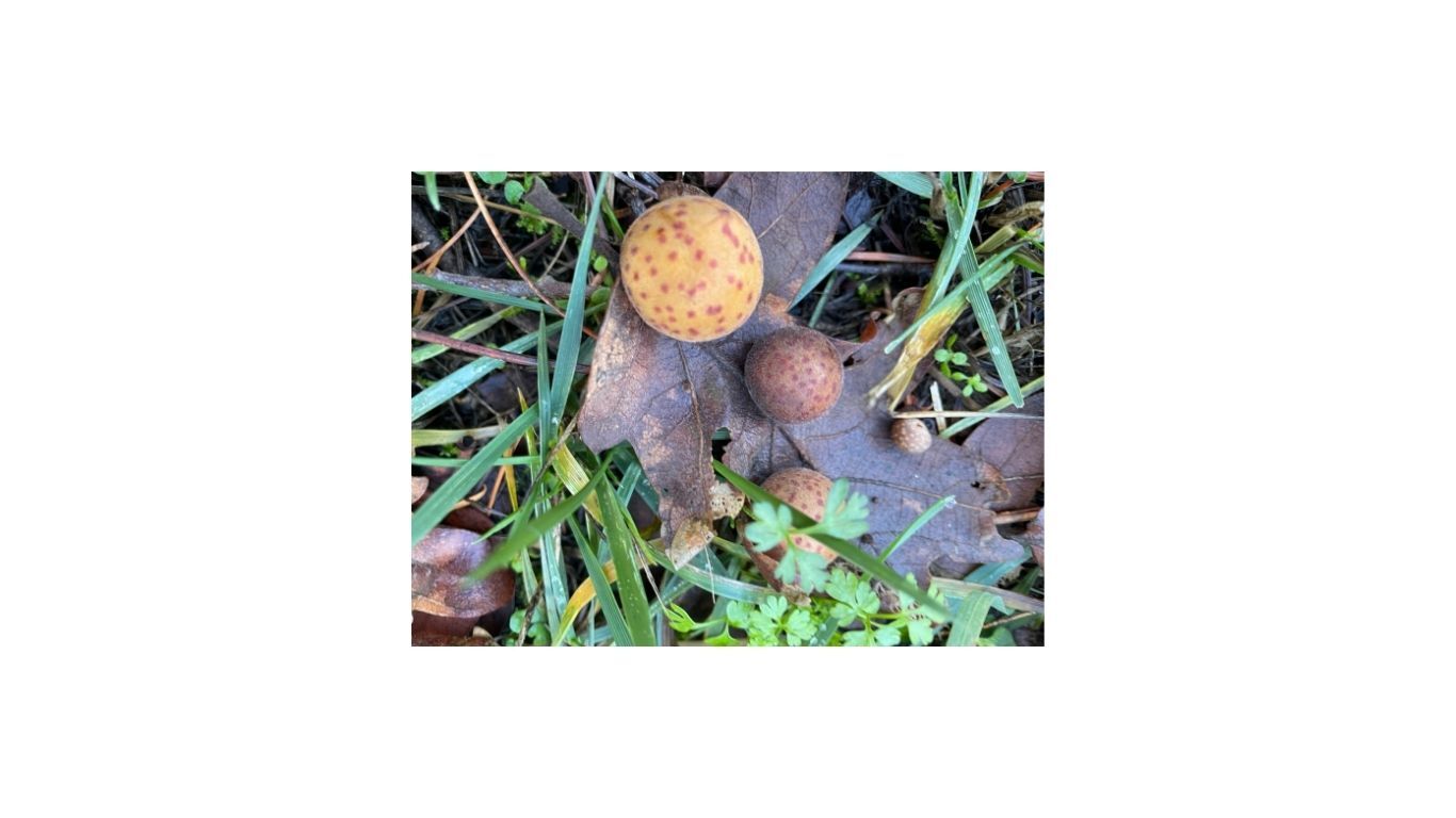 oak galls on leaf collected for tannin
