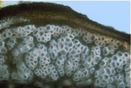 This enlarged cross section of hemp fiber shows its individual fiber bundles that contribute to its insulating and cooling properties.