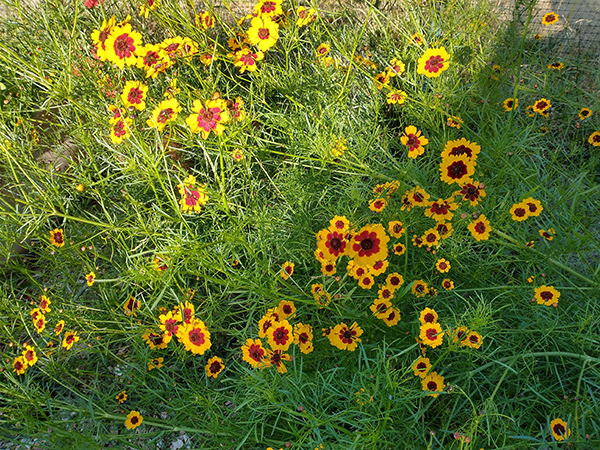 The yellow flower is coreopsis, and it makes a wonderful natural dye