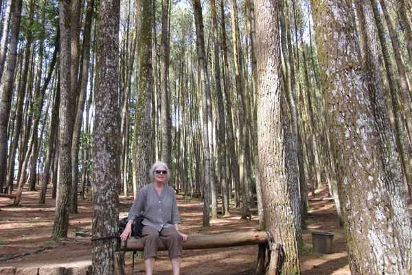 My Light Weight Tuxedo Top and Cropped Pants were cool and comfortable on an excursion to the pine forest.