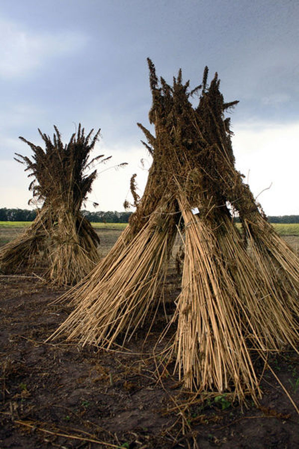 Post harvest stacks of hemp