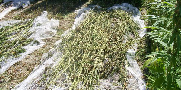 On some farms hemp is left in wet fields through the winter, simplifying processing at the mills that spin the fiber. This natural “predigestion" of the hemp fiber is called retting and has been done for millennia in China.