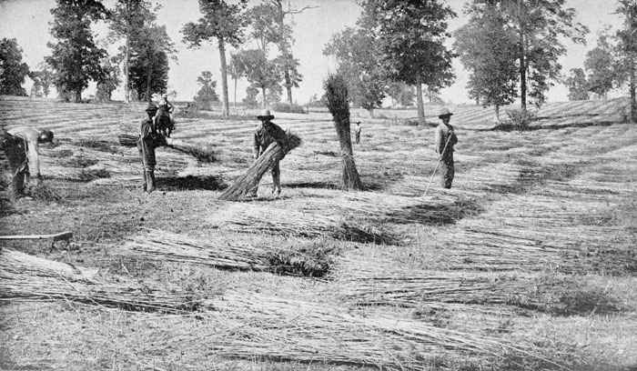 Traditional hemp cultivation in America was founded on the economics of slavery. By Unknown author - Popular Science Monthly Volume 54, Public Domain