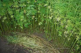 harvesting the hemp