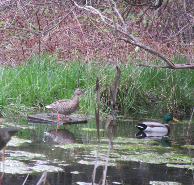 ducks on the pond in southern Oregon