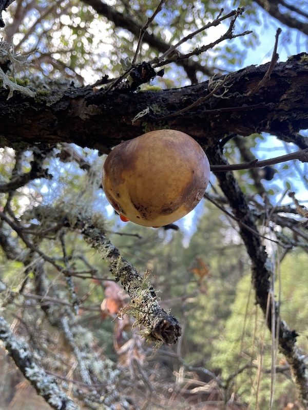 oak gall on tree limb