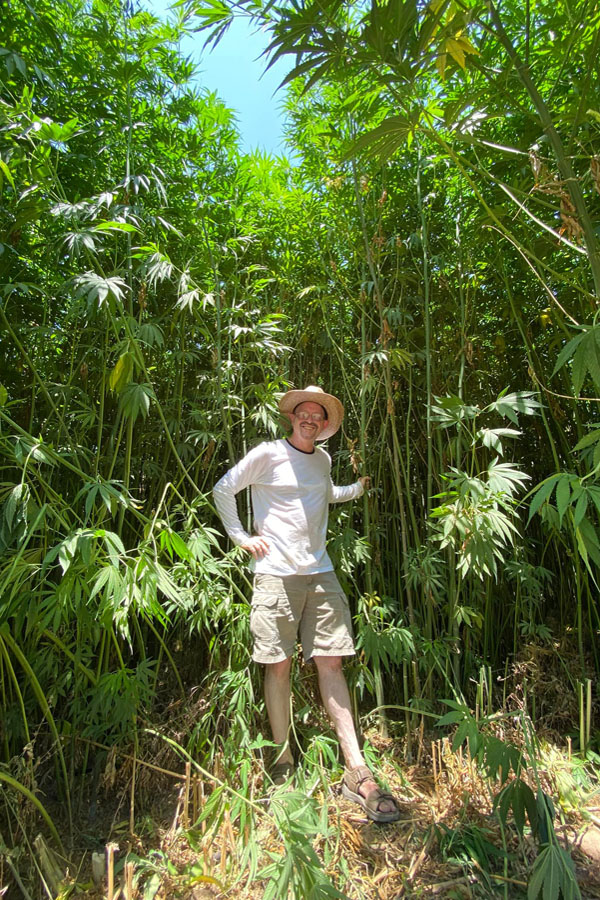 Lawrence Serbin stands among the towering hemp stalks in his California experimental crop.