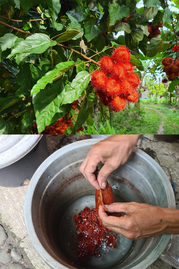 Top image: Fruit on the lipstick plant, lower image: fruit in the dye pot